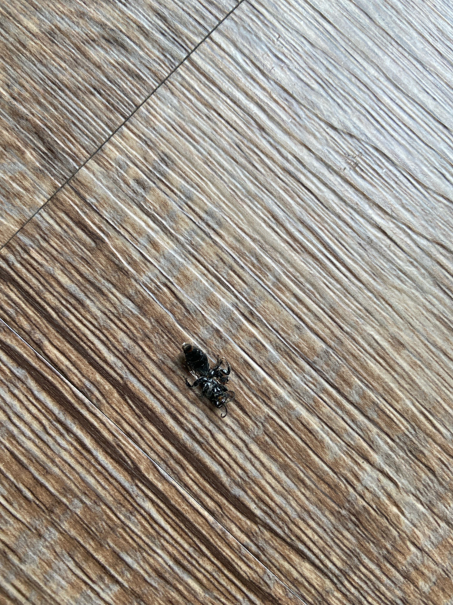 Small ground beetle (likely a rove beetle)