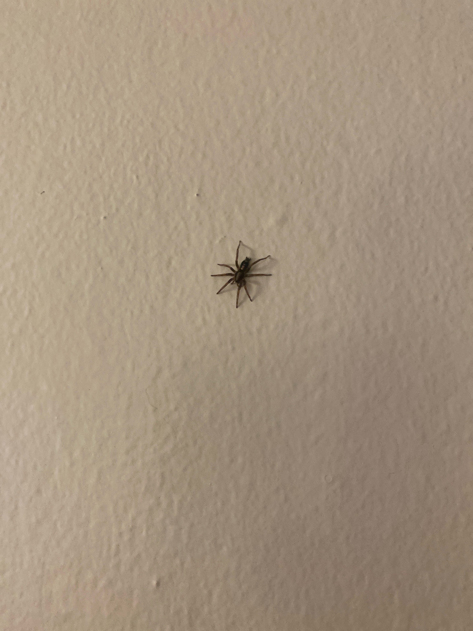 Small house spider (likely a cobweb spider)