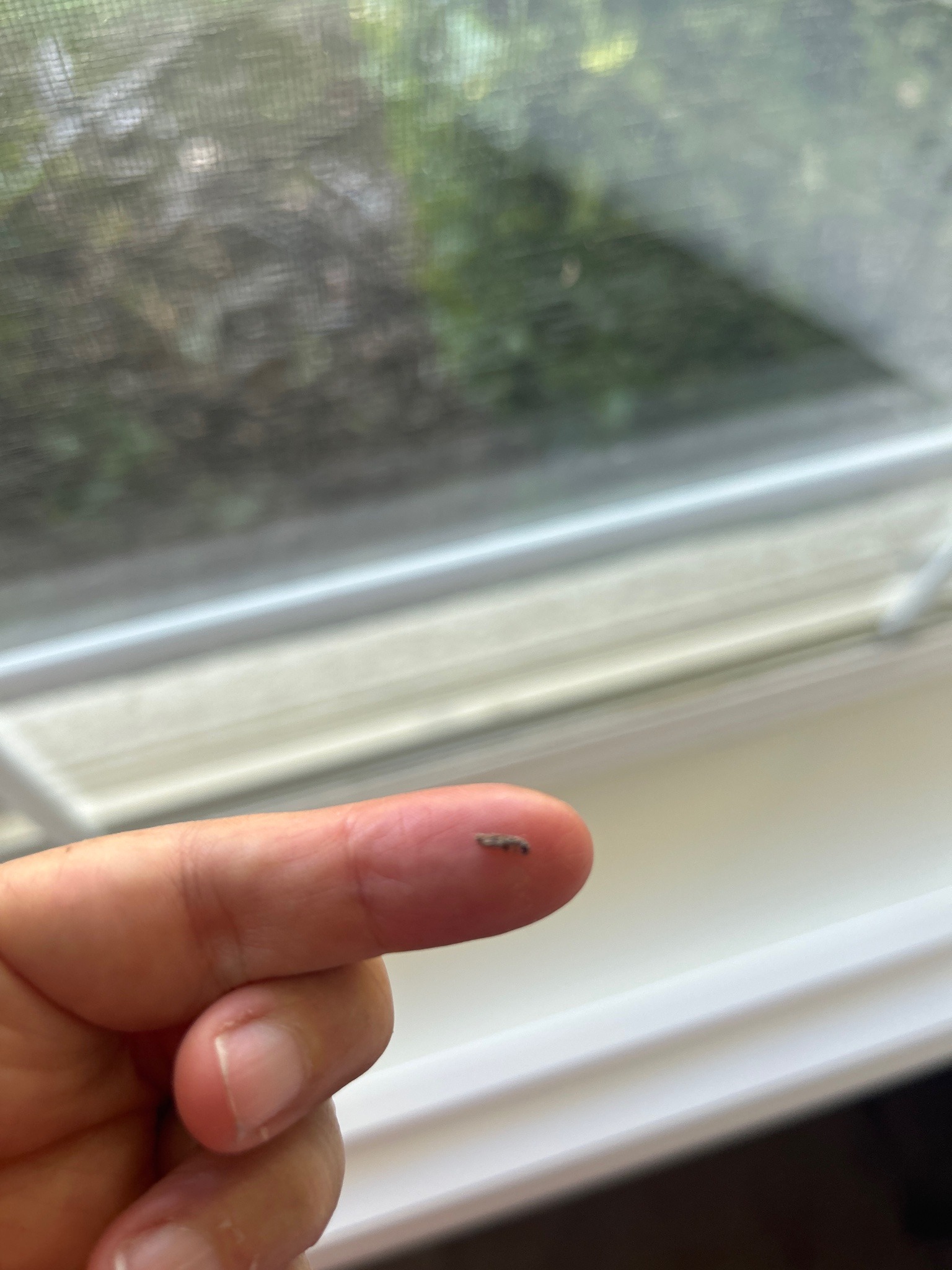 Small moth fly (drain fly), likely