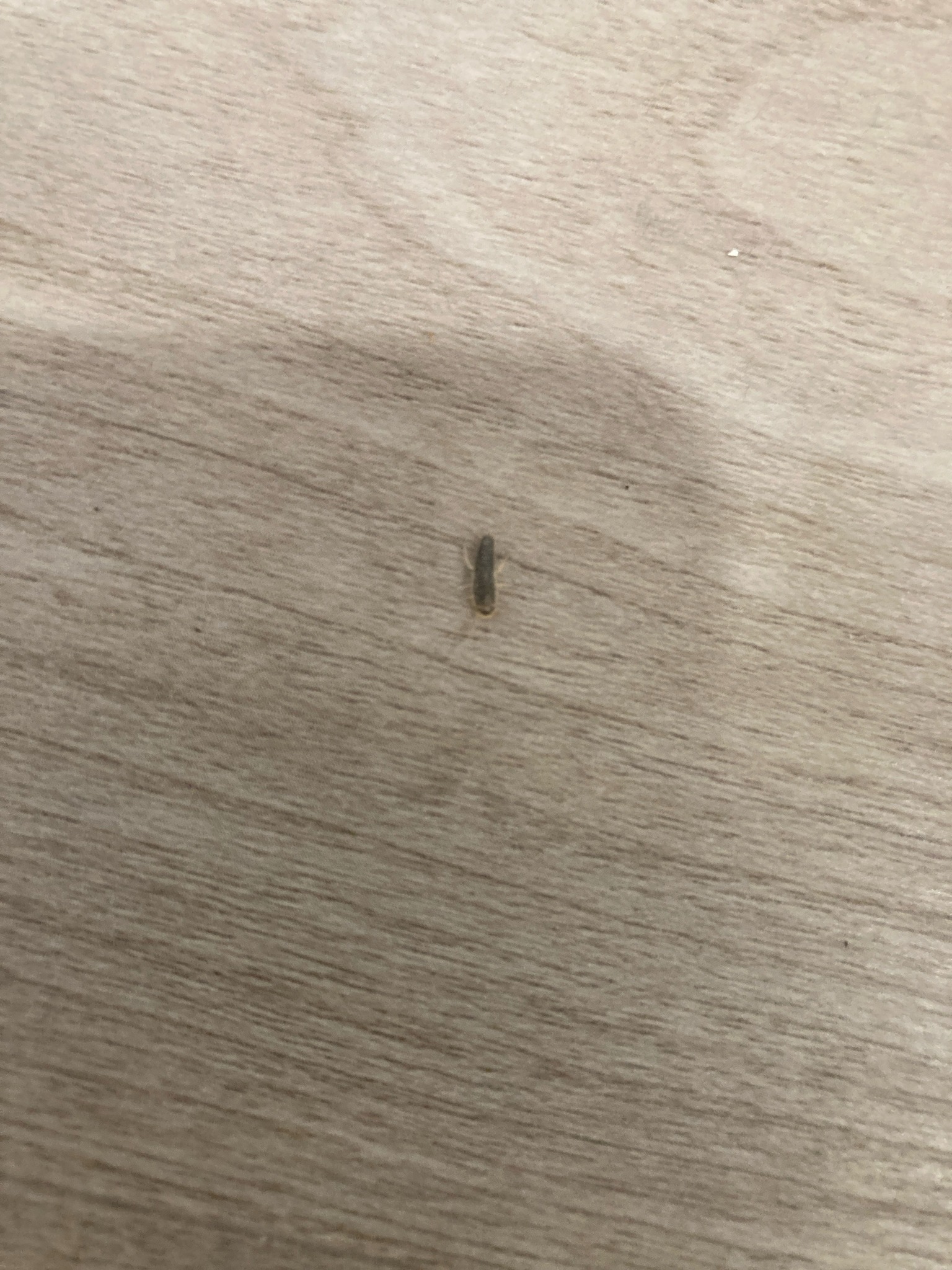 Small moth (likely a clothes moth)