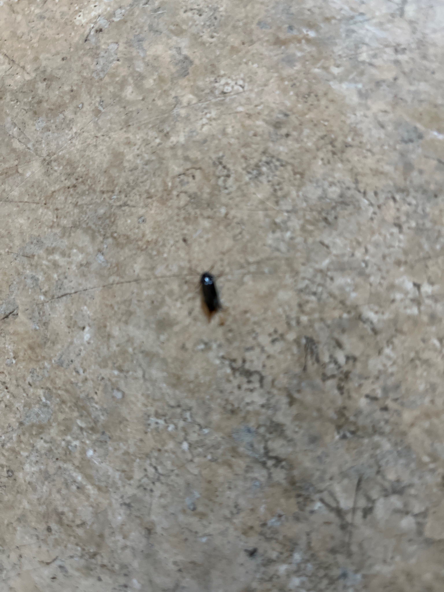 Smokybrown Cockroach nymph