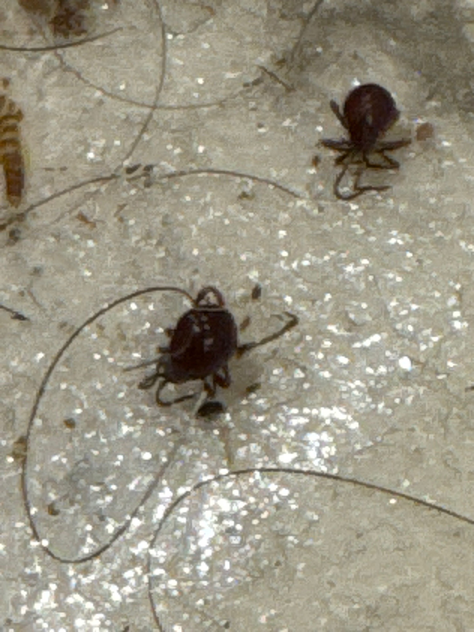 Smooth Spider Beetle