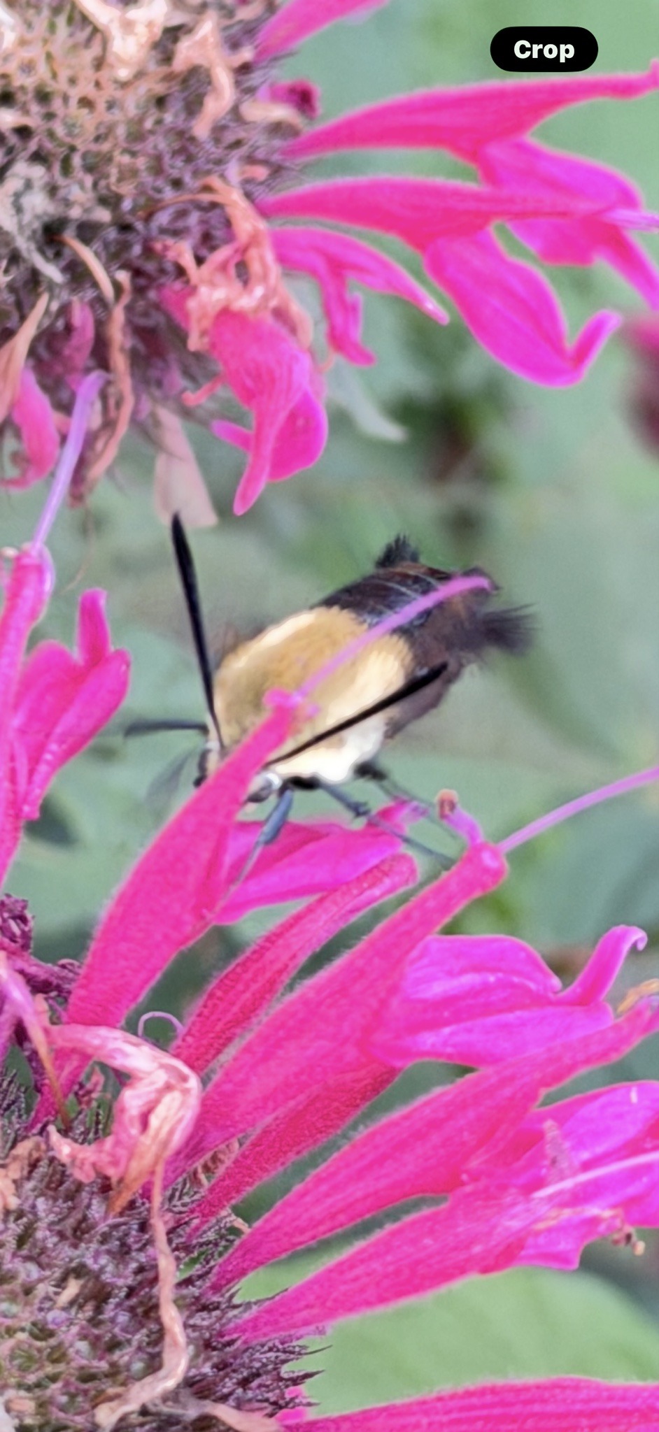 Snowberry Clearwing