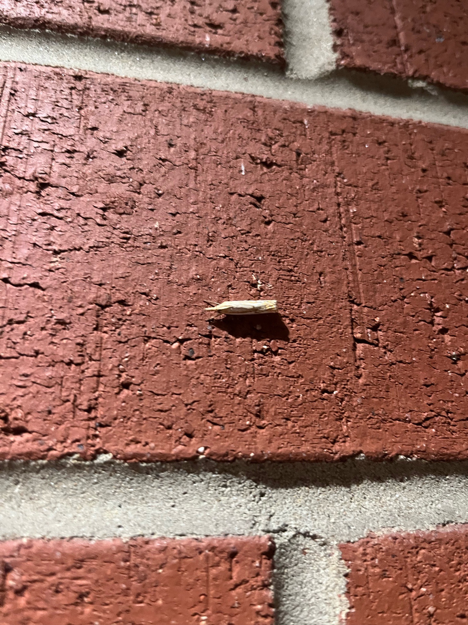 Sod Webworm Moth (Crambid Snout Moth)