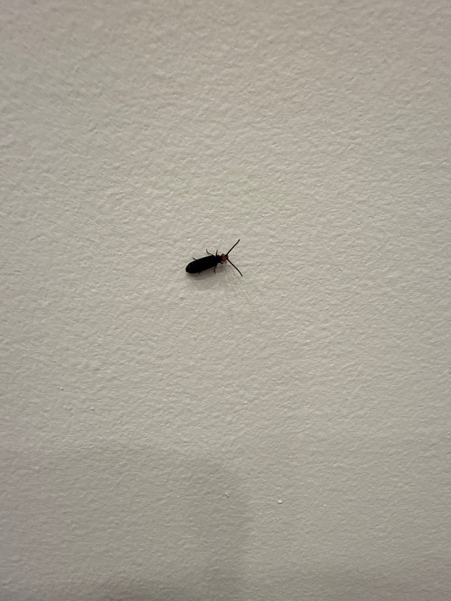 Soldier Beetle (or similar dark blister/soft-winged flower beetle)