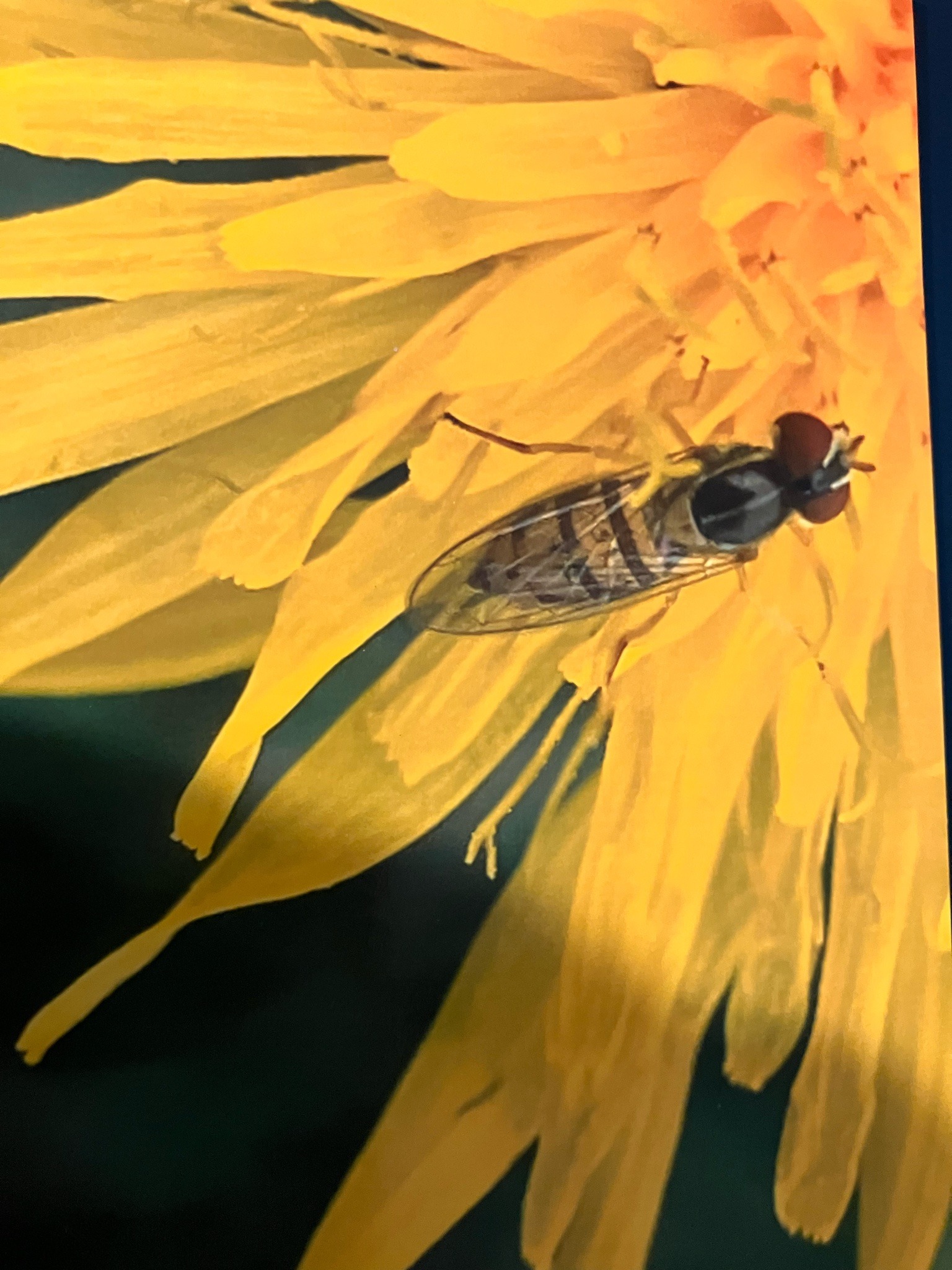 Soldier fly (likely black soldier fly)