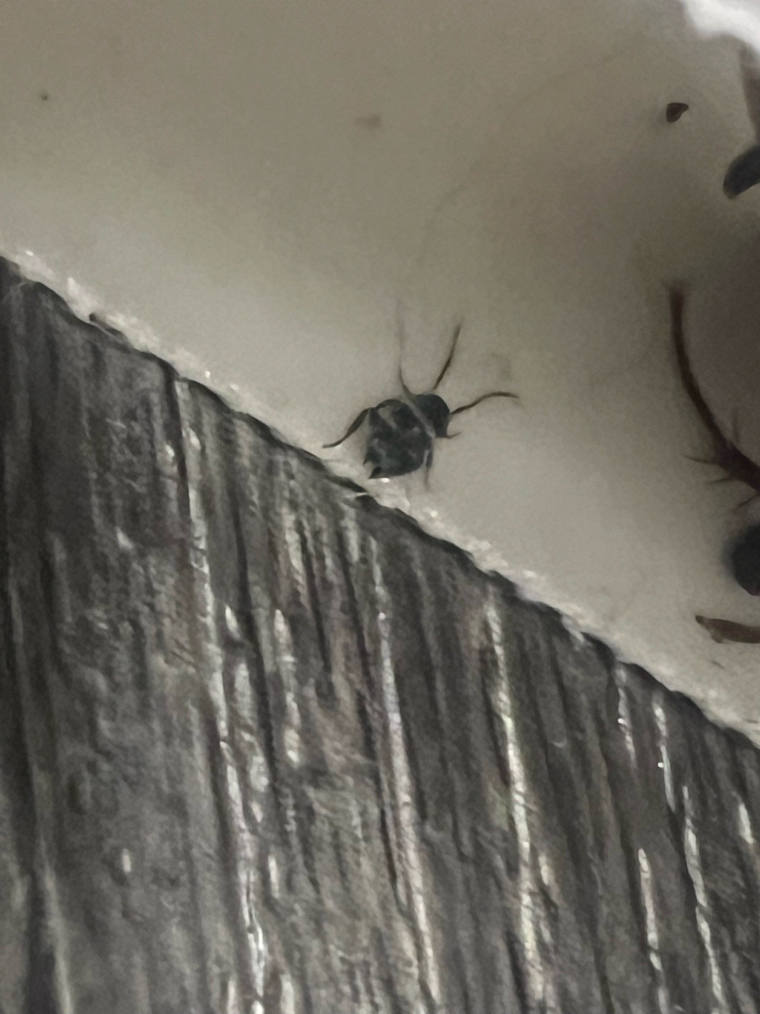 Spider beetle