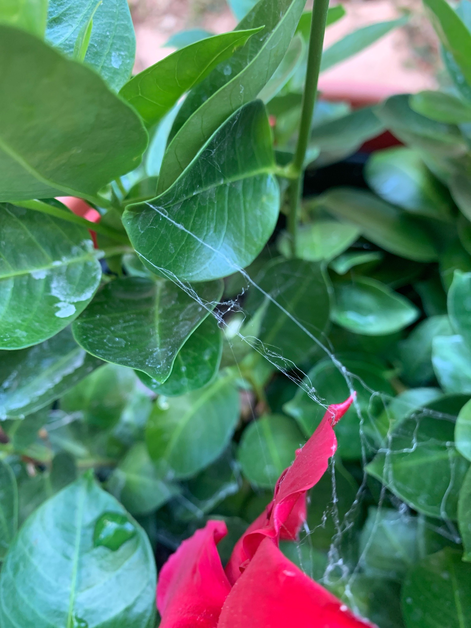 Spider mite