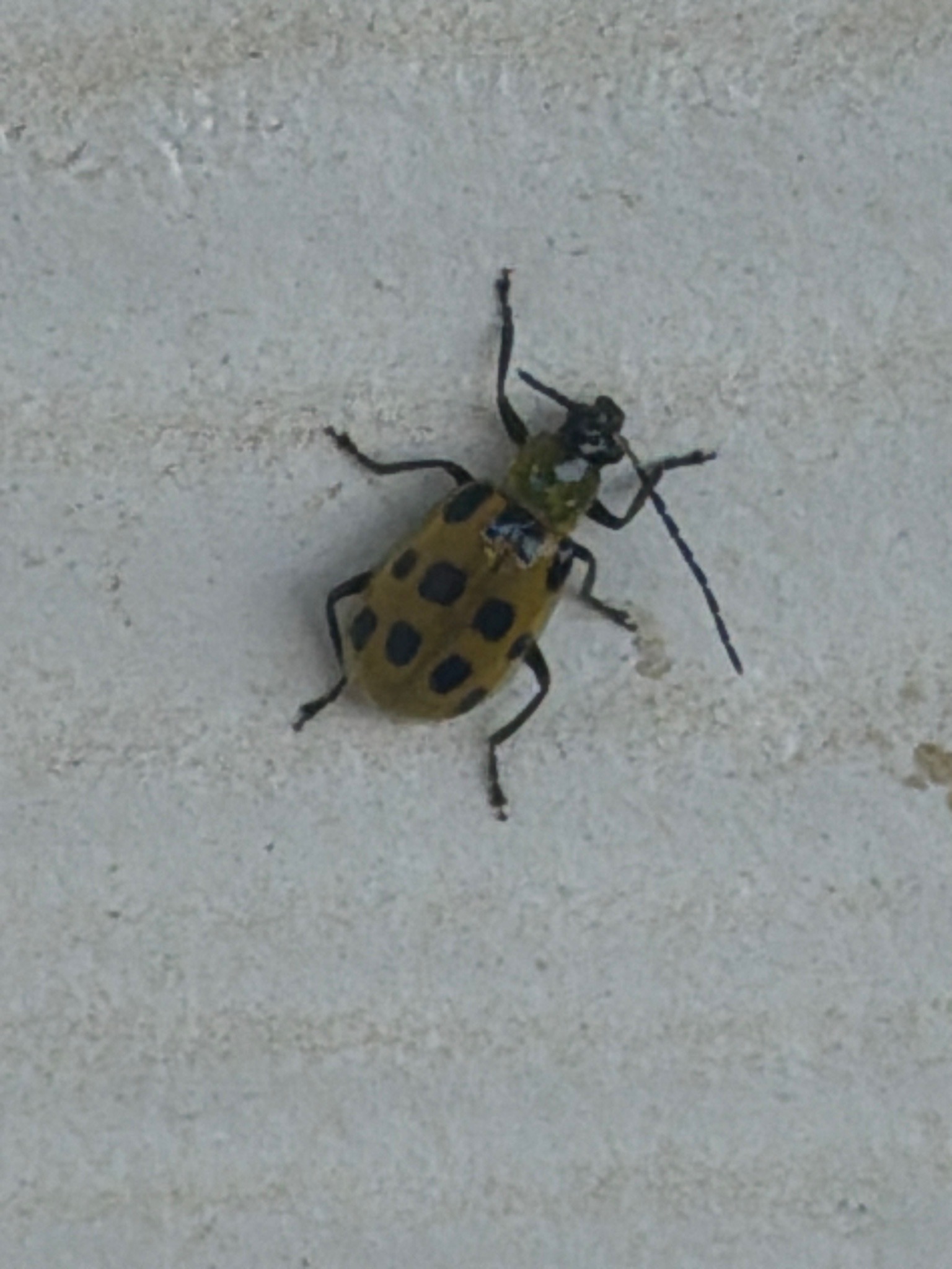 Spotted Cucumber Beetle