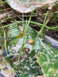 Spotted cucumber beetle