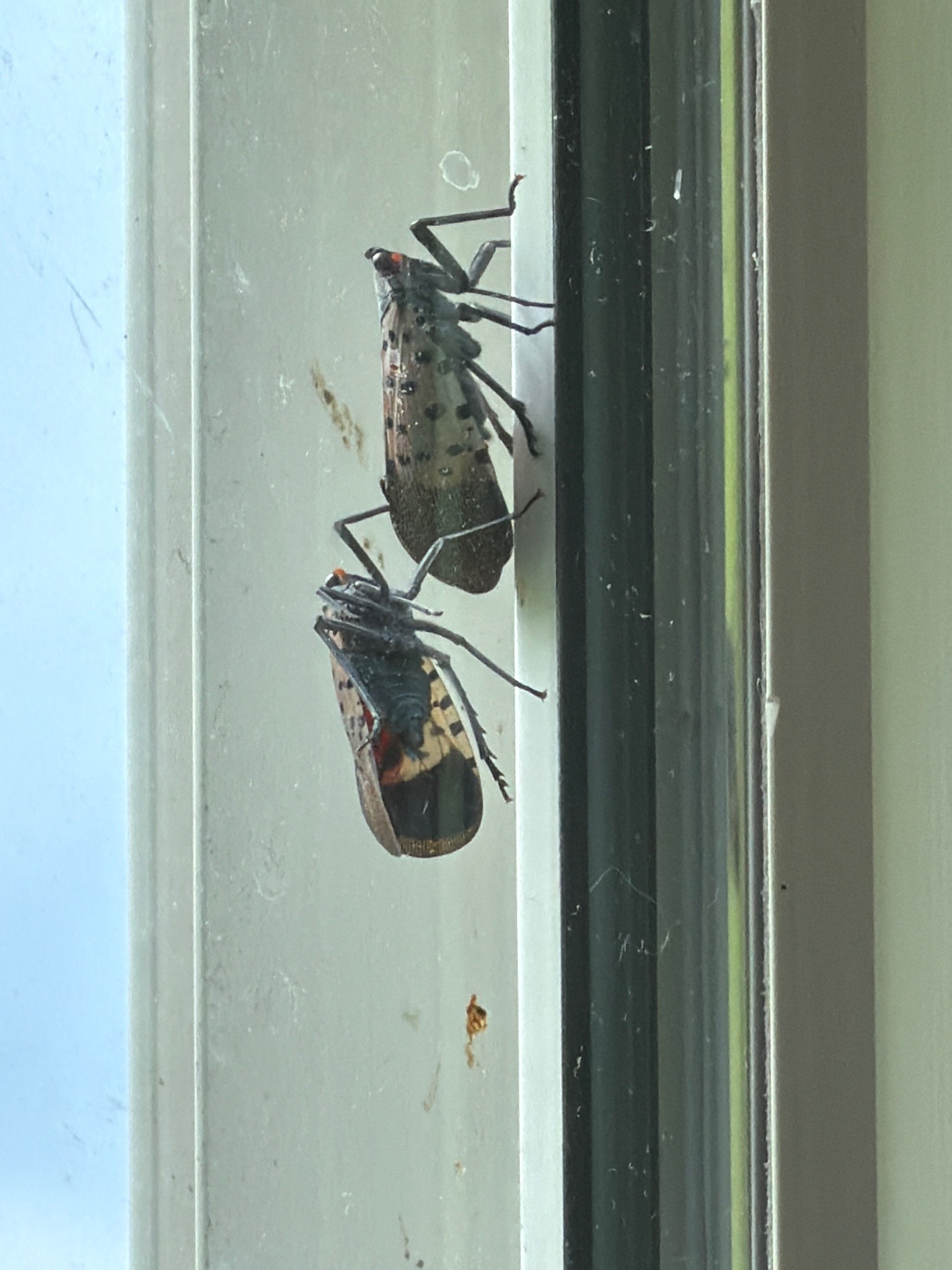 Spotted Lanternfly