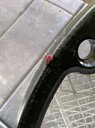 Spotted Lanternfly (Early Nymph Stage)