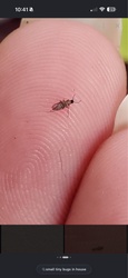 Springtail