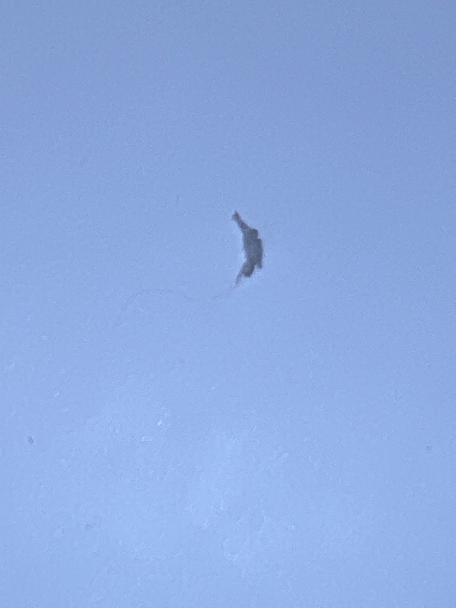 Springtail