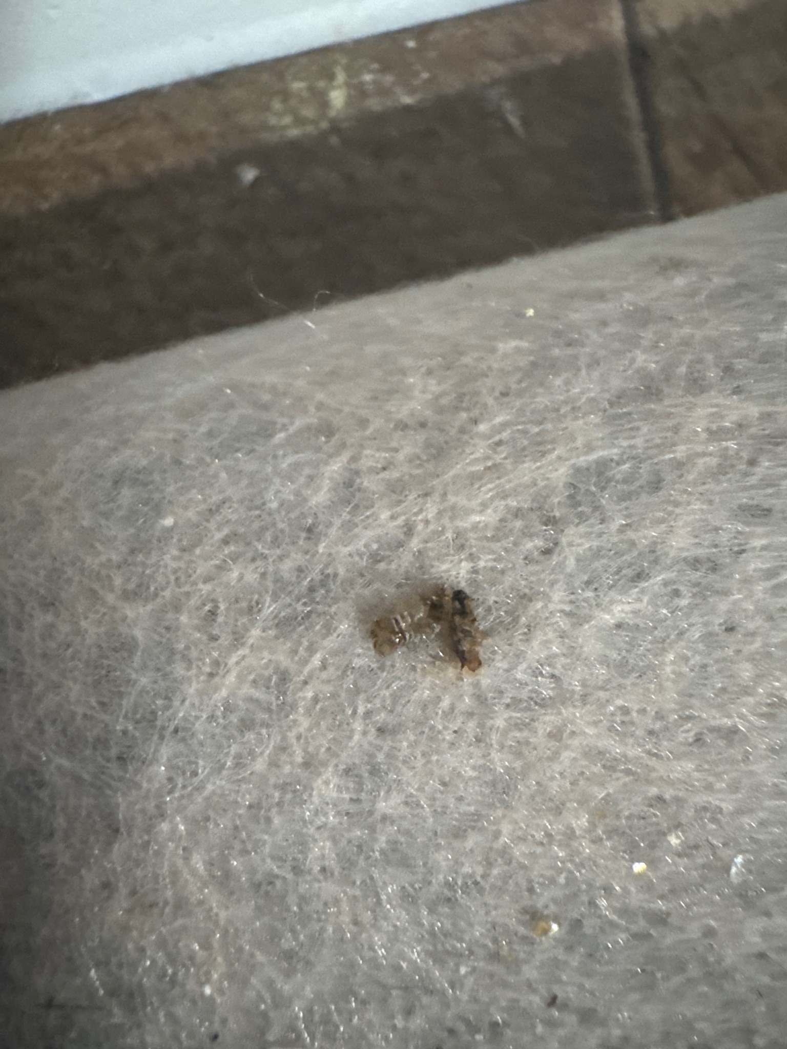 Springtail