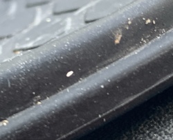 Springtail