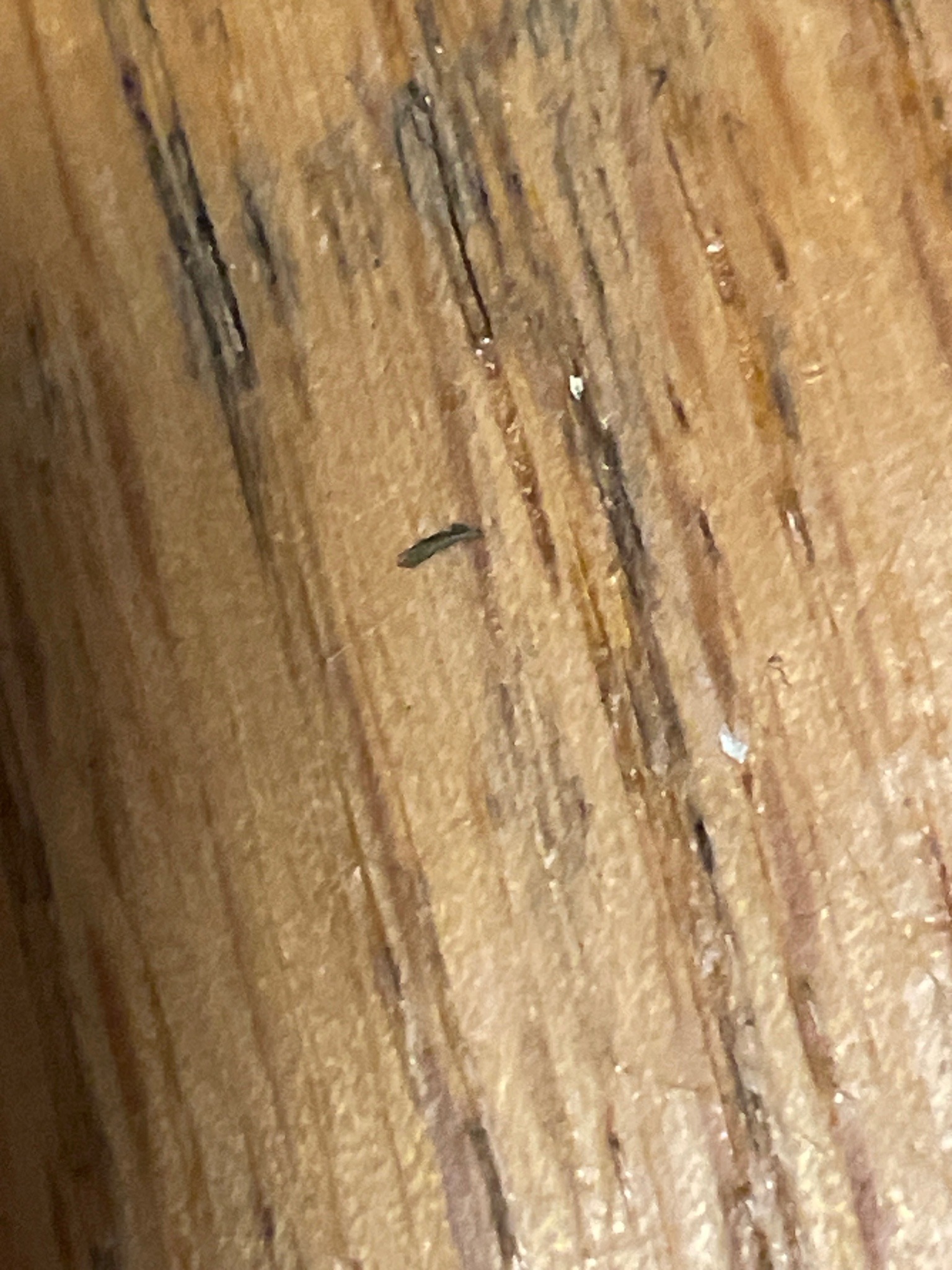 Springtail