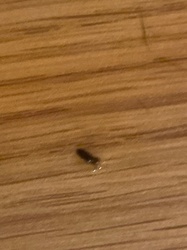 Springtail
