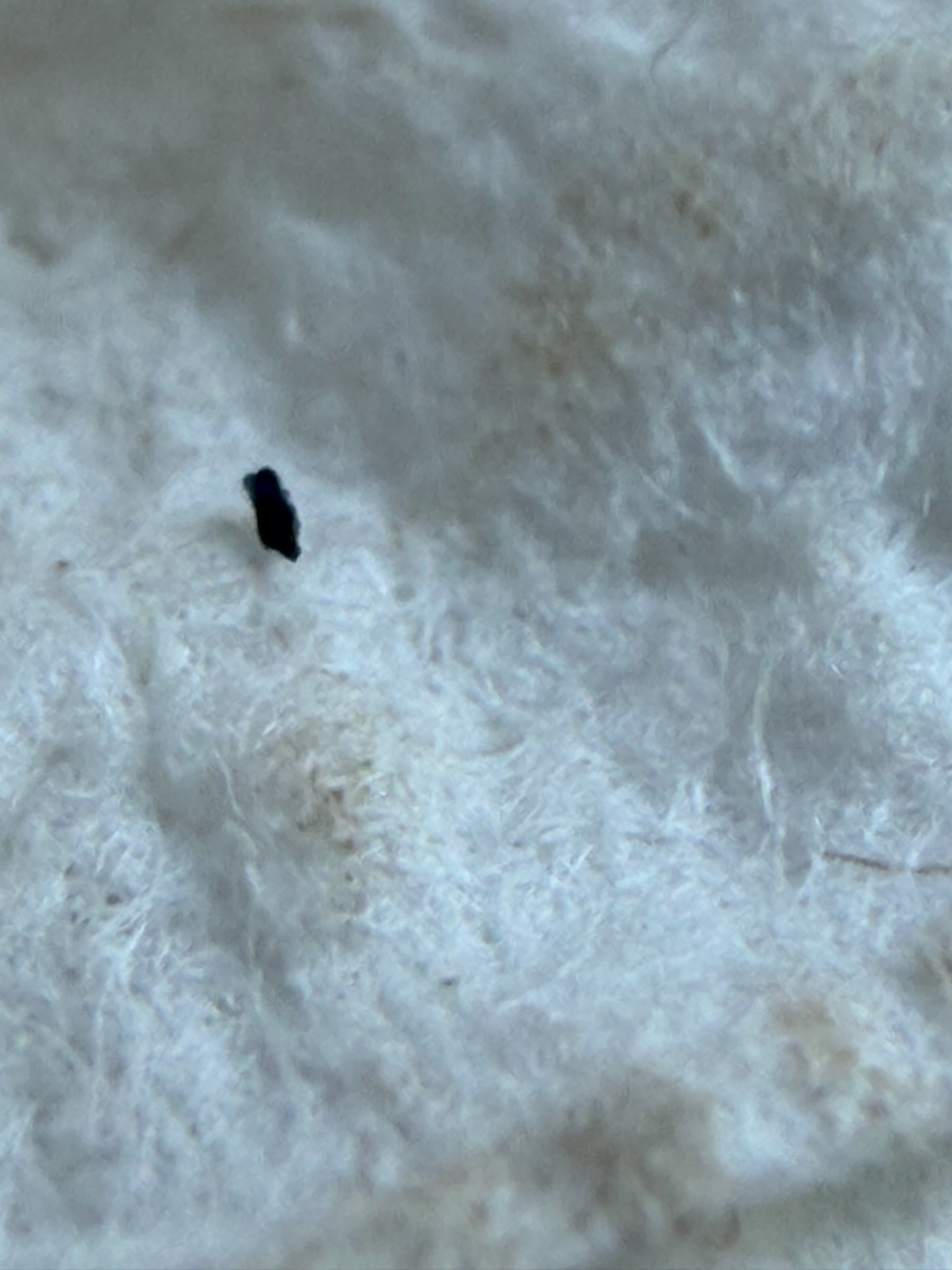 Springtail