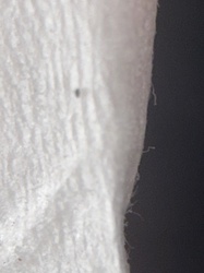 Springtail