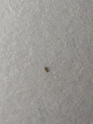 Springtail