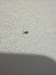 Springtail