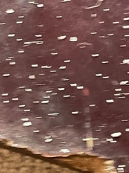 Springtail (Collembola swarm)