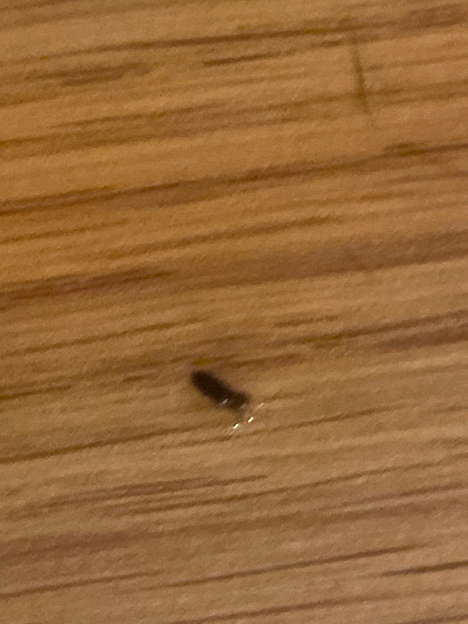 Springtail