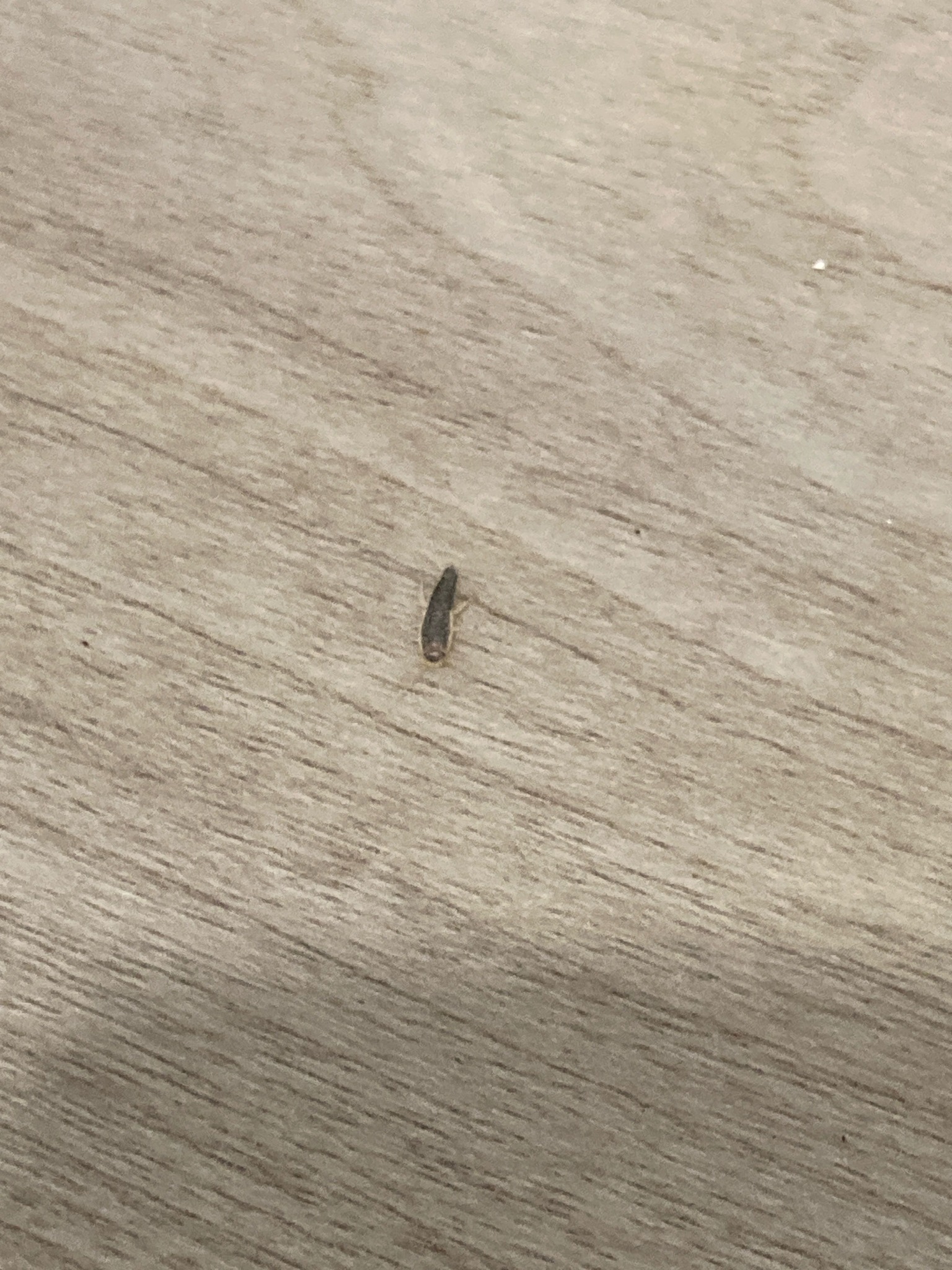Springtail