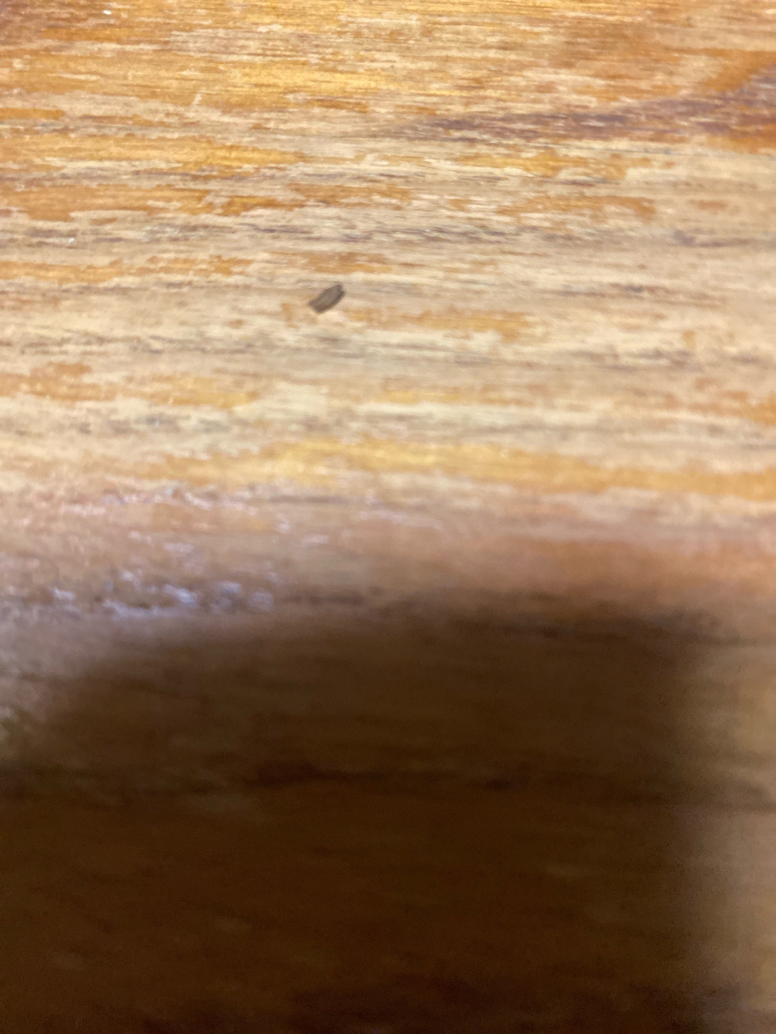 Springtail (likely)