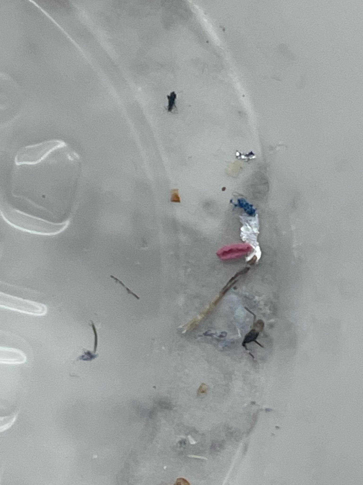 Springtail (likely globular springtail)