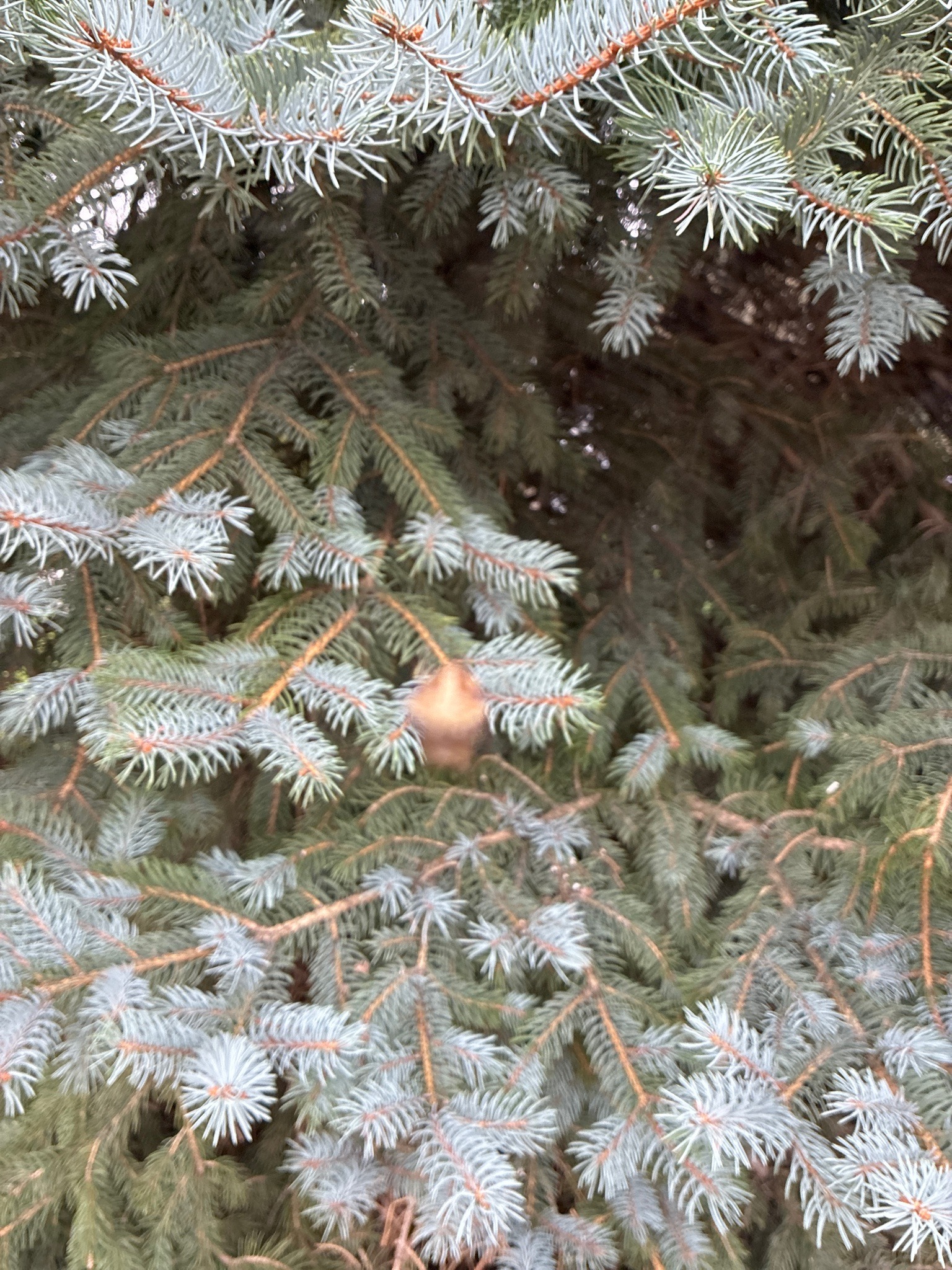 Spruce gall adelgid (pineapple gall aphid)