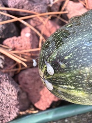 Squash Bug (Nymphs)