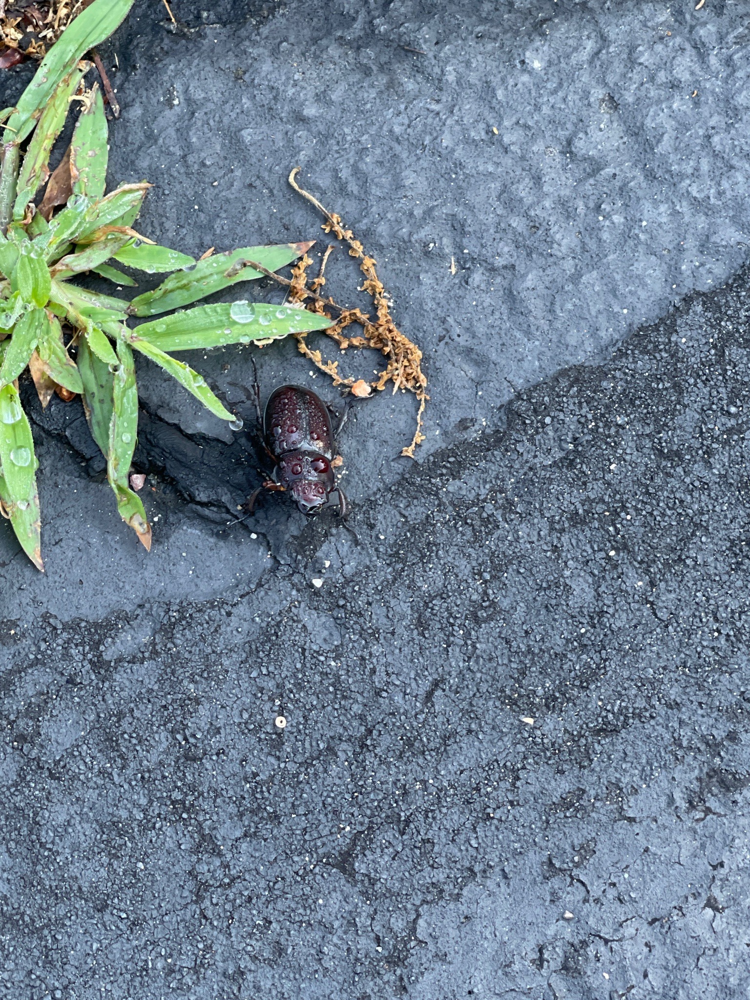 Stag Beetle