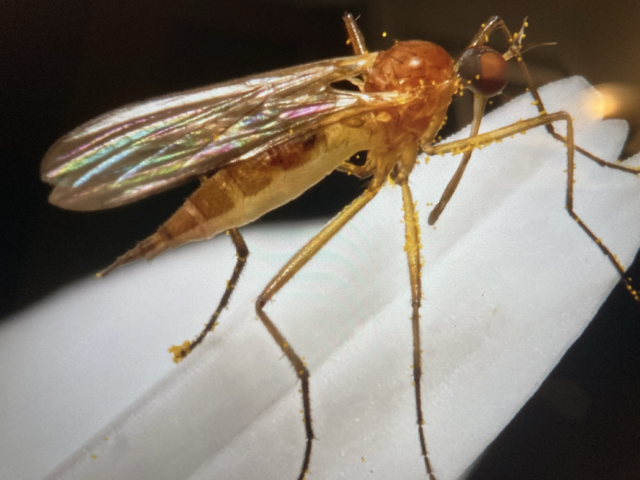 Stilt-legged fly