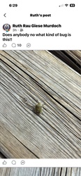 Stink bug (likely a brown stink bug)