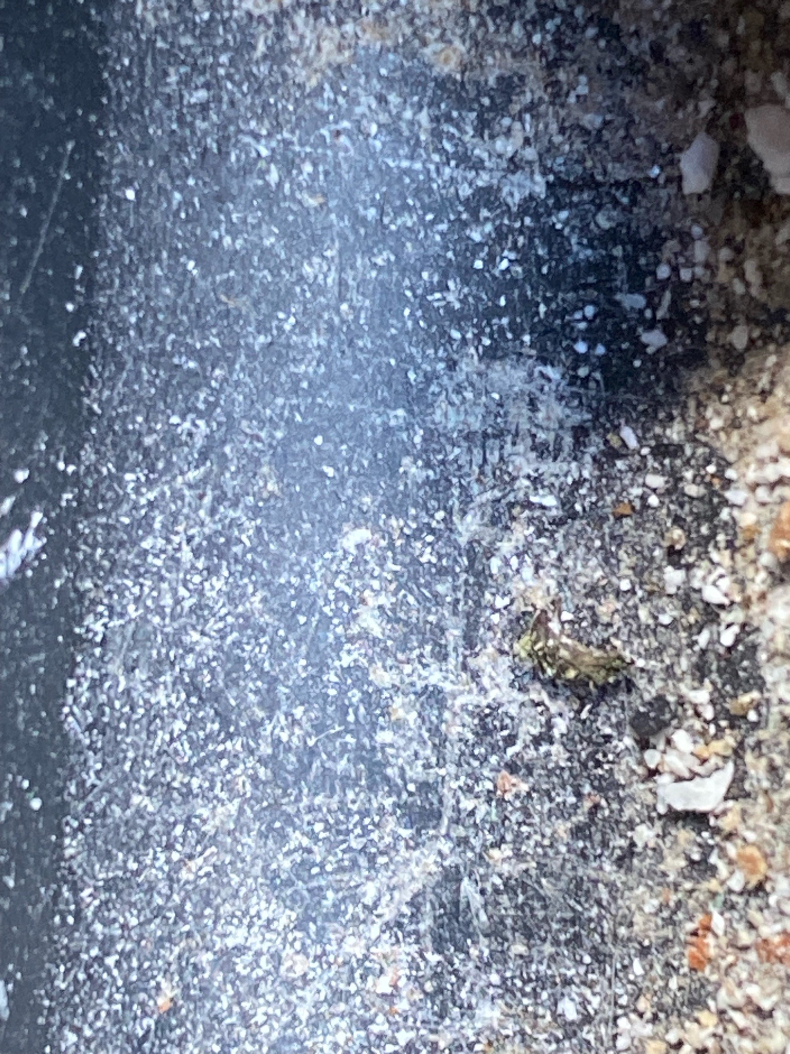 Storage mites (e.g., Grain mite, Flour mite, Mold mite)