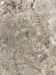 Striped Cucumber Beetle