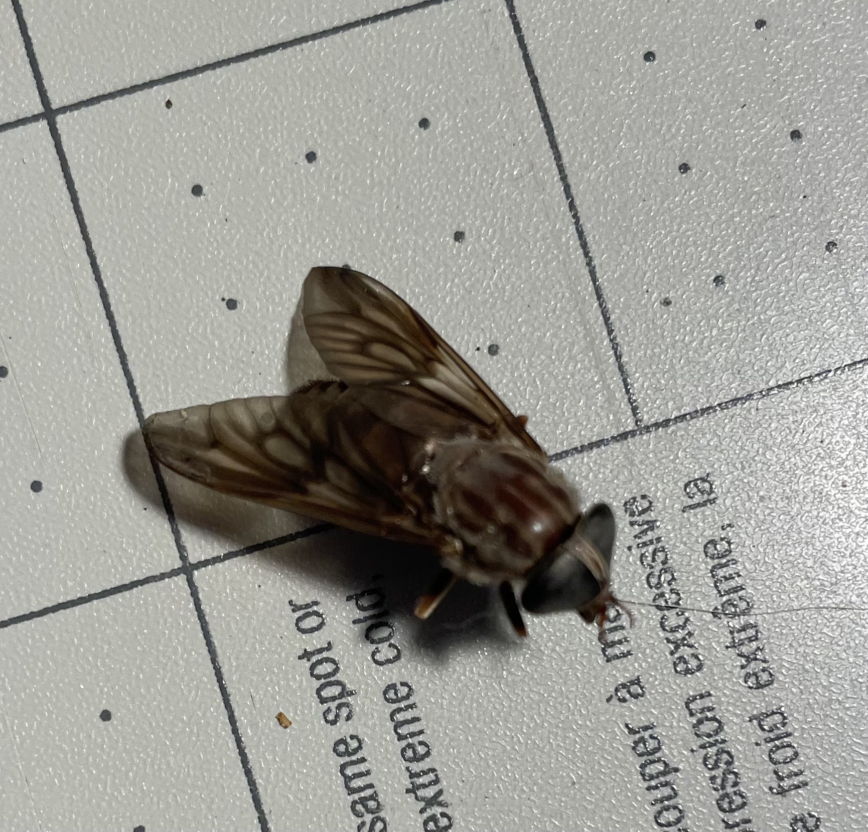 Striped Horse Fly / Tabanid Fly