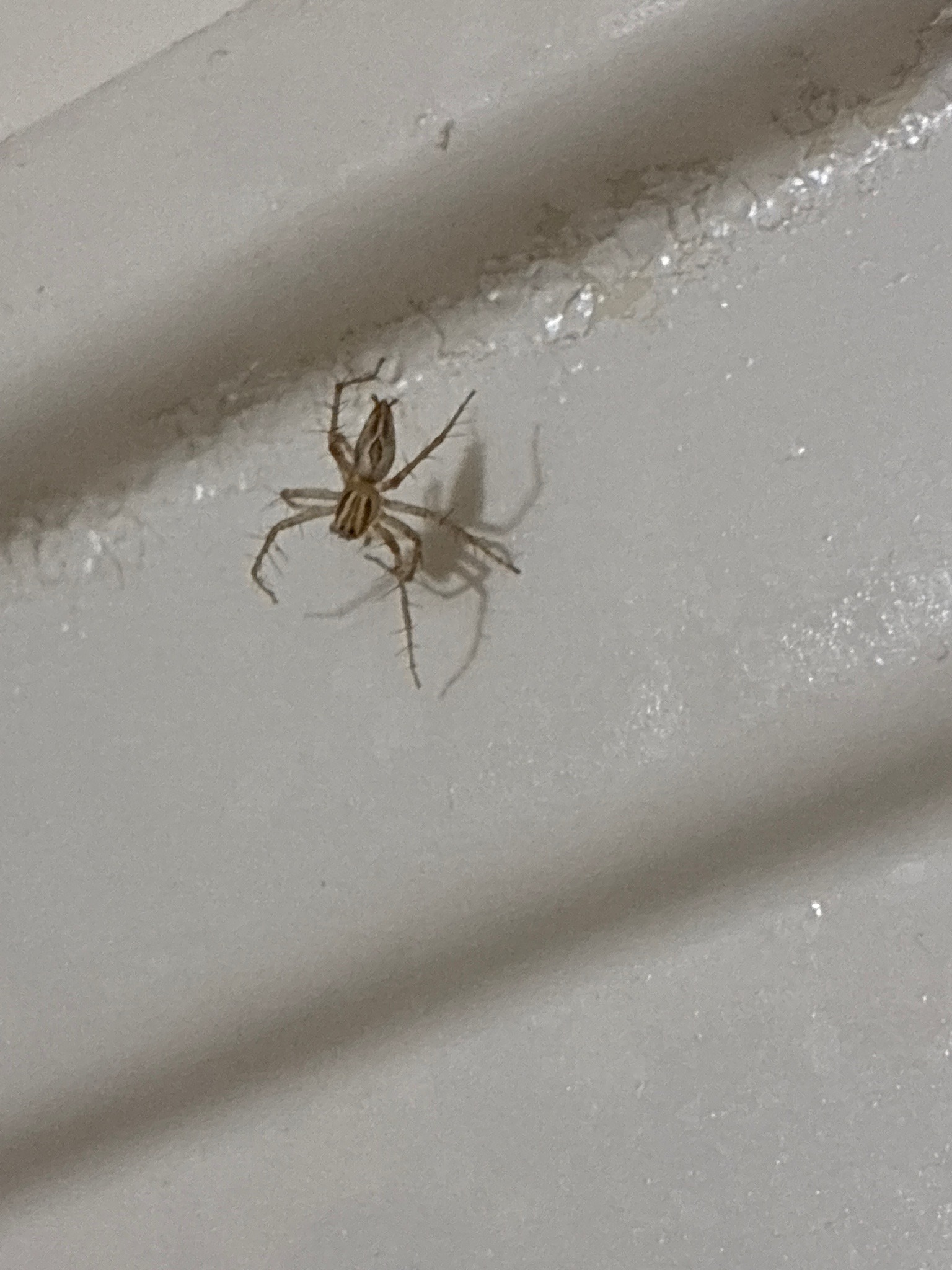 Striped lynx spider
