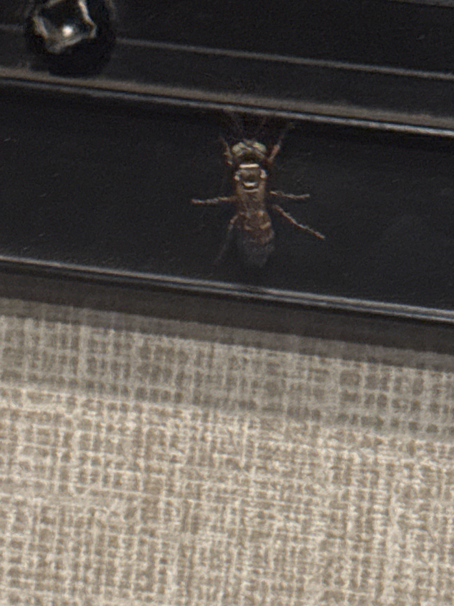Sweat Bee (Halictid Bee)