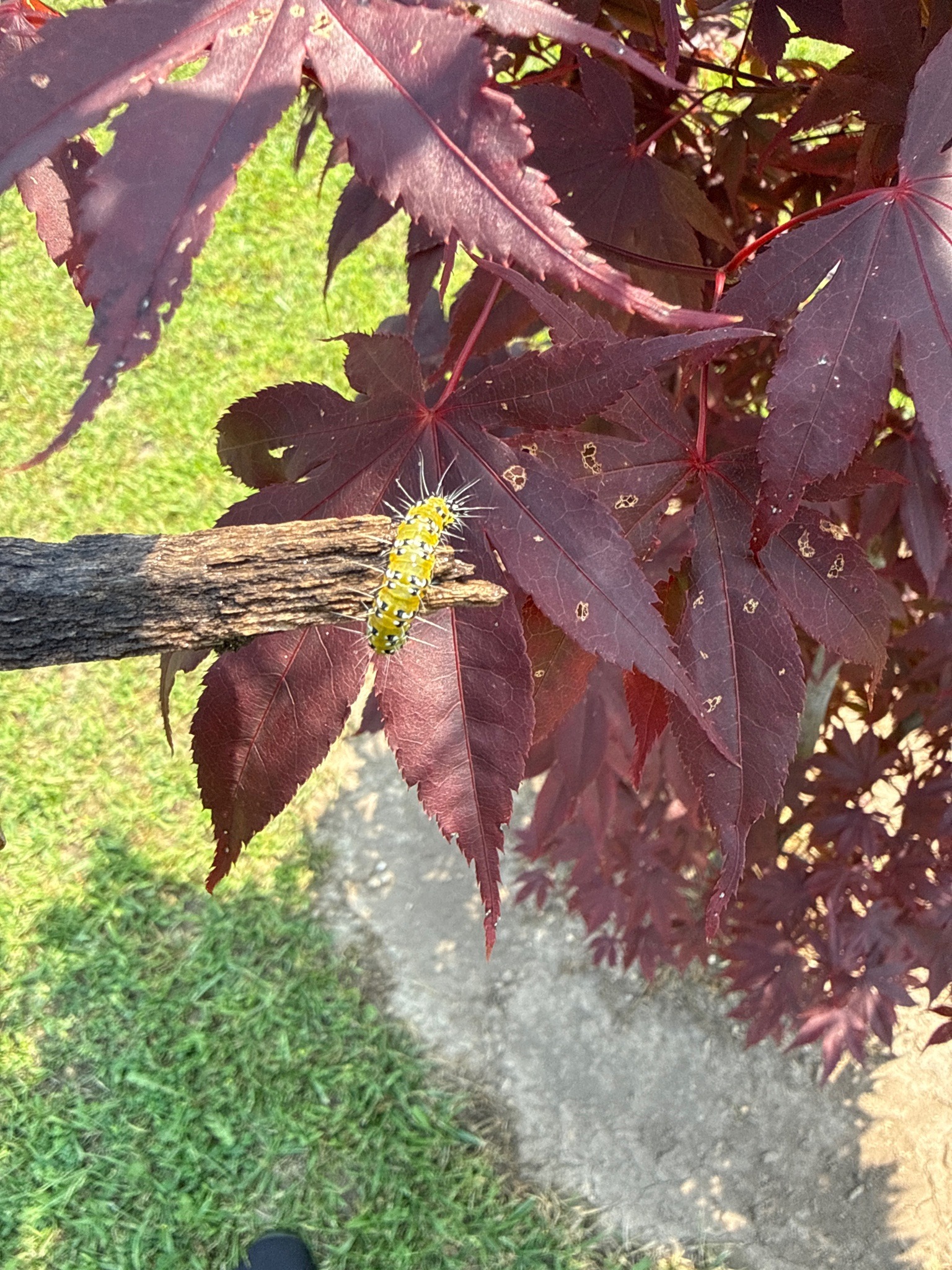 Sycamore Tussock Moth Caterpillar