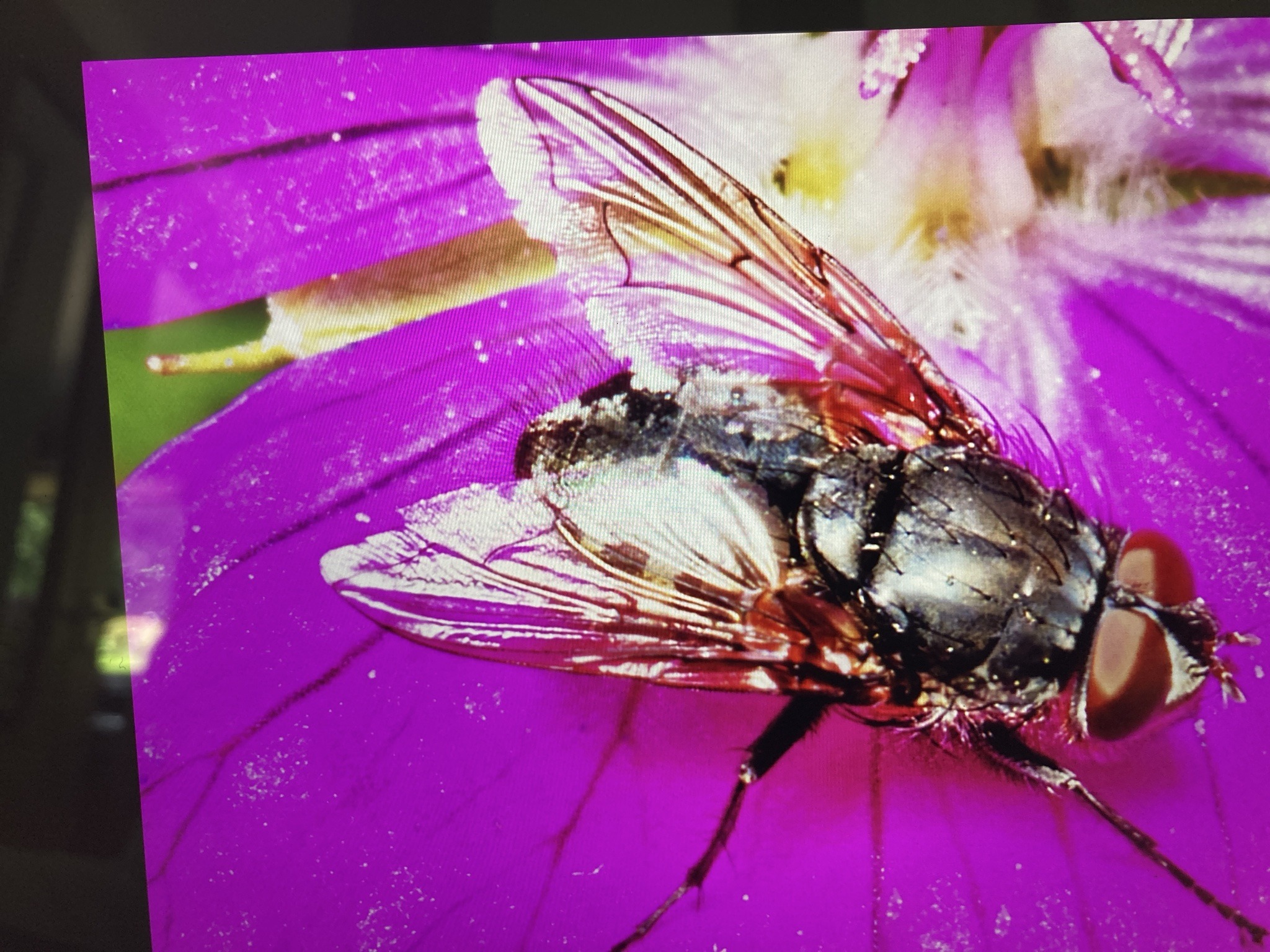 Tachinid Fly