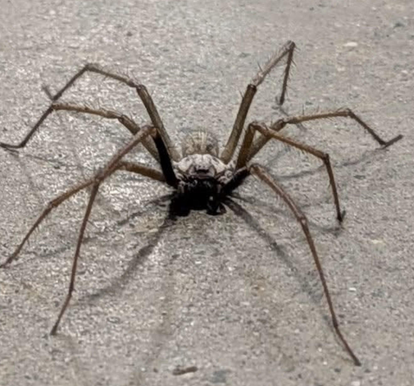 Tailless whip scorpion (whip spider)
