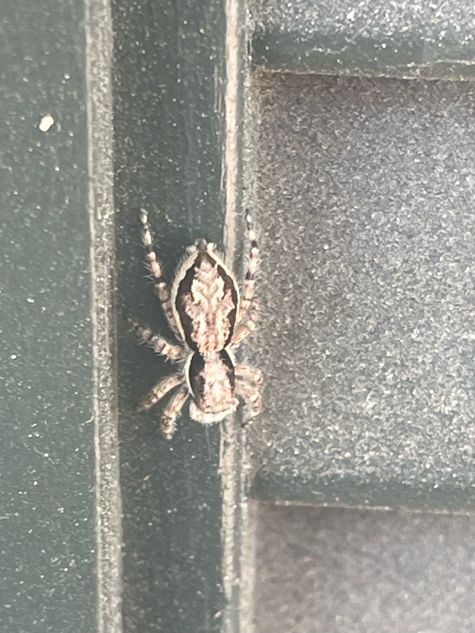 Tan Jumping Spider