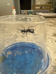 Tarantula Hawk