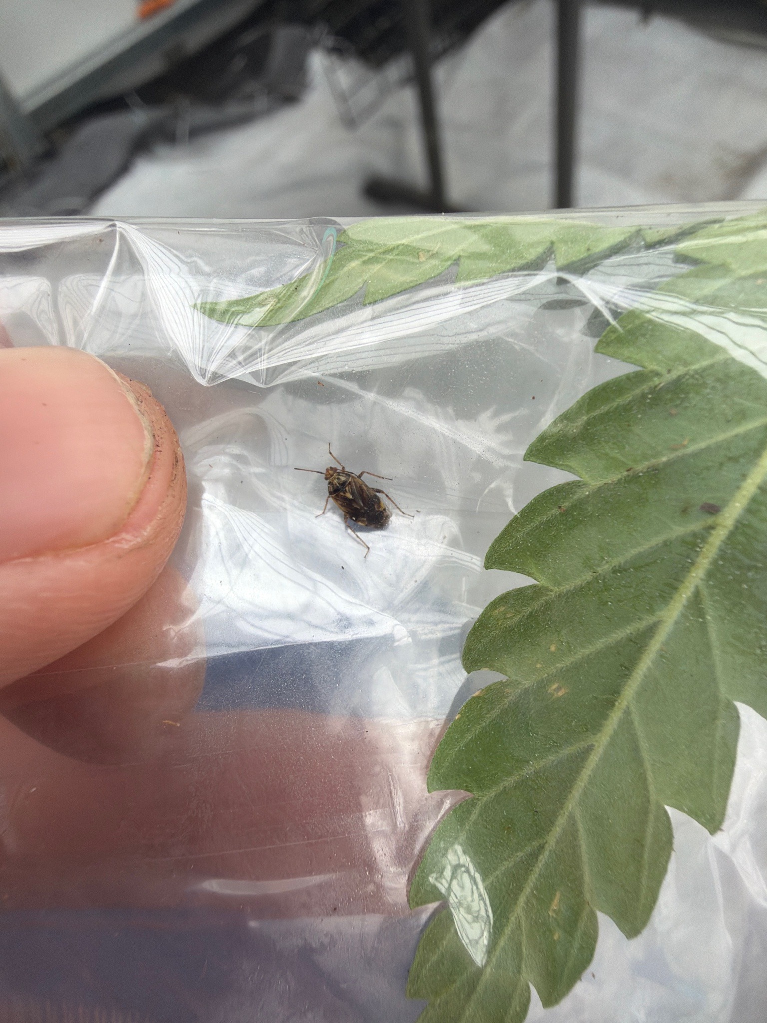 Tarnished Plant Bug