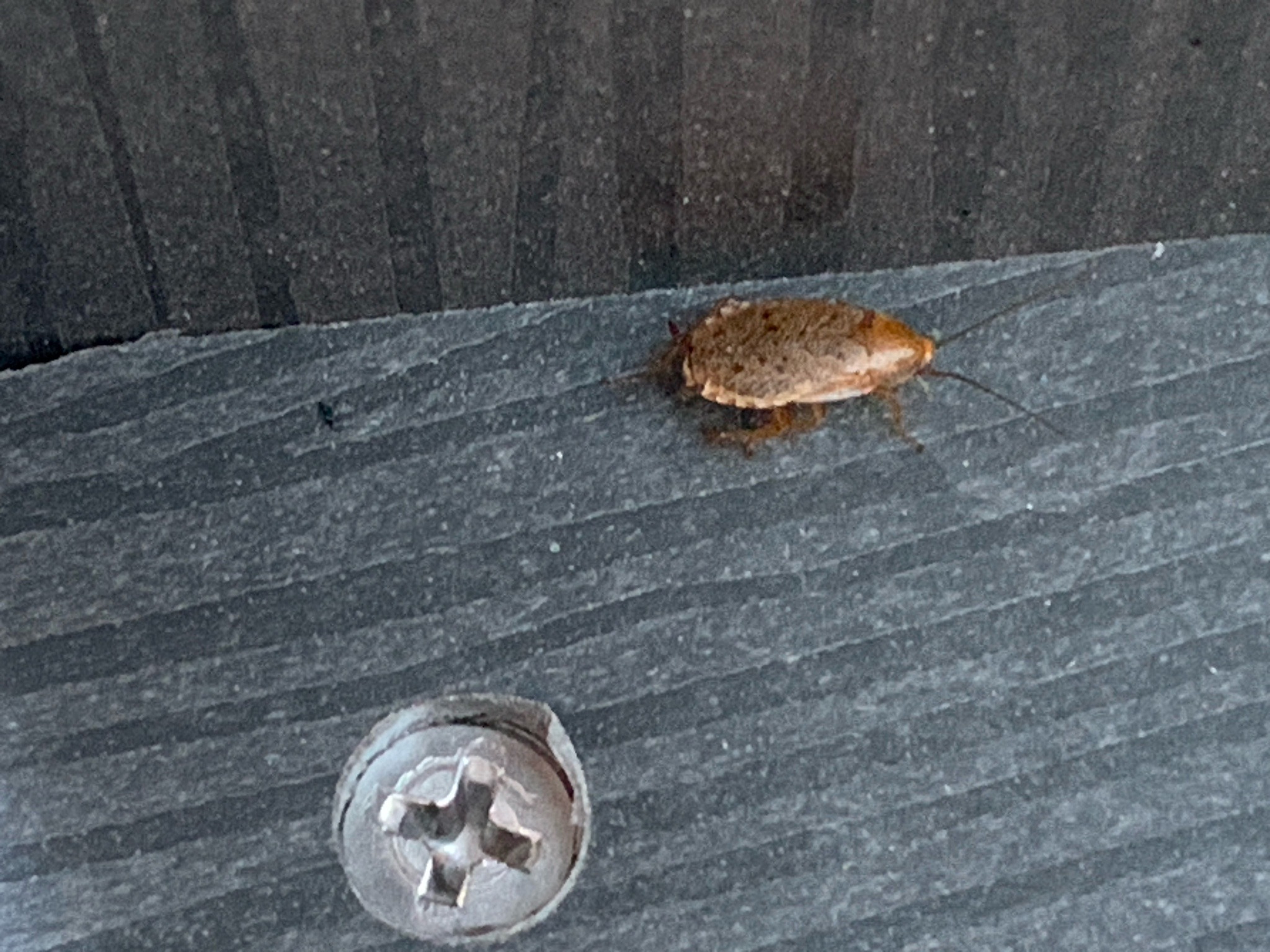 Tawny cockroach