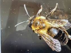 Tawny Mining Bee