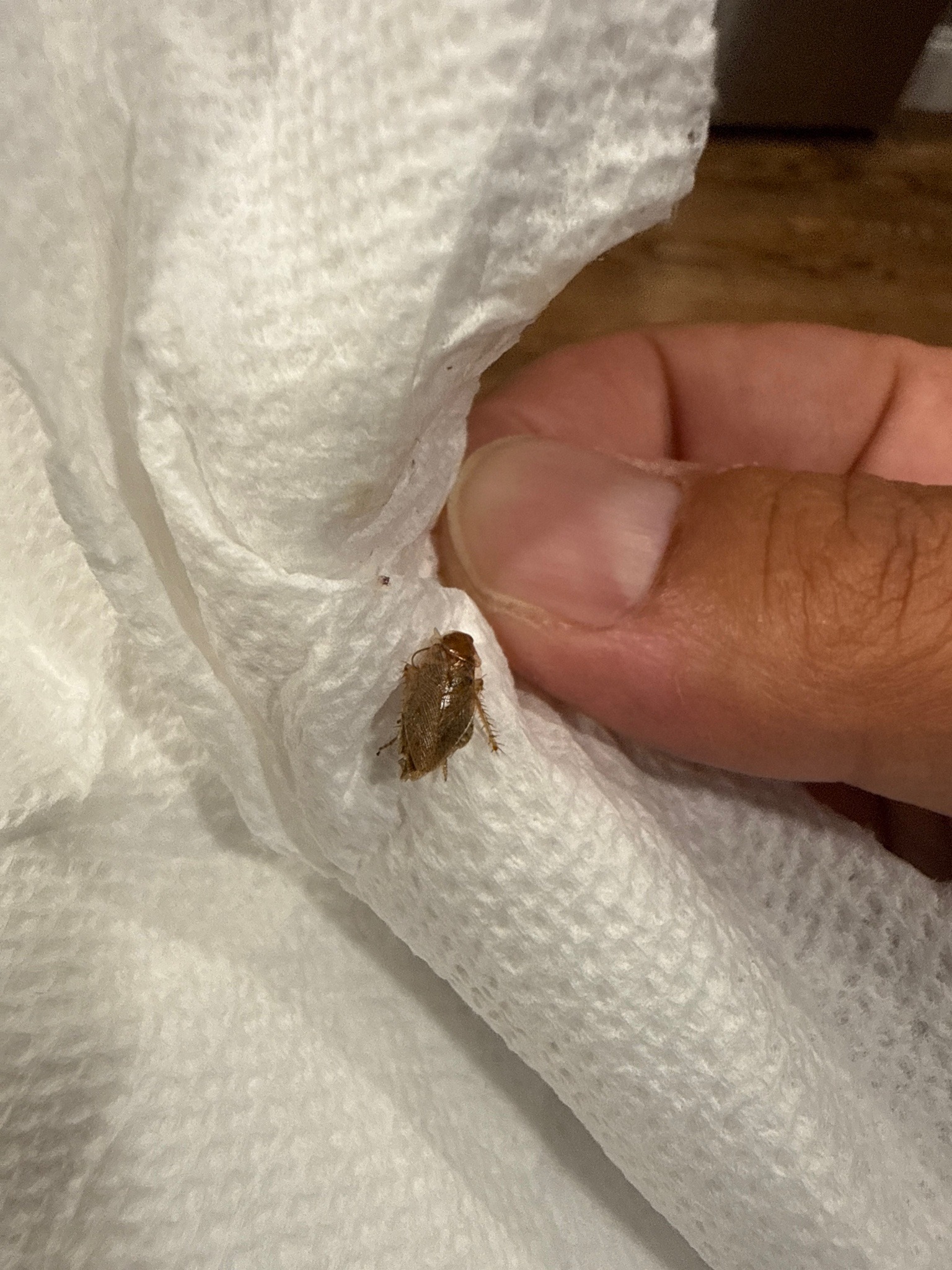 Tawny Wood Cockroach (or Outdoor Wood Cockroach)